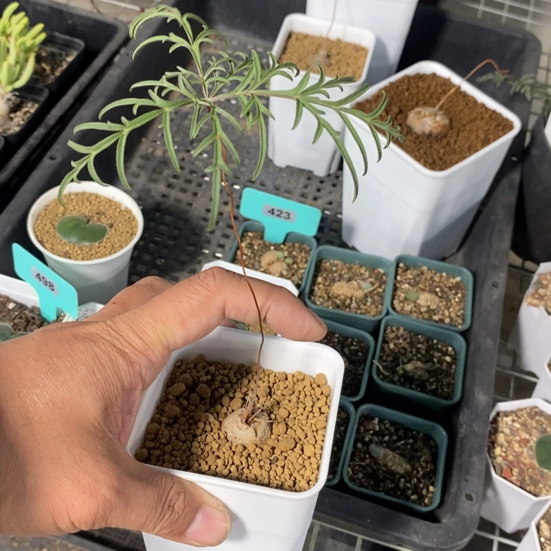 旋柄洋葵多肉植物