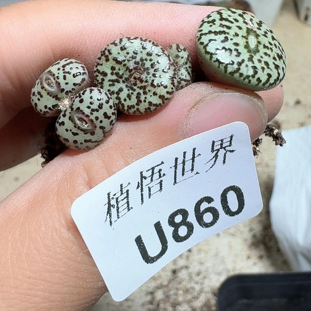 860厚德载物哇发个多肉植物