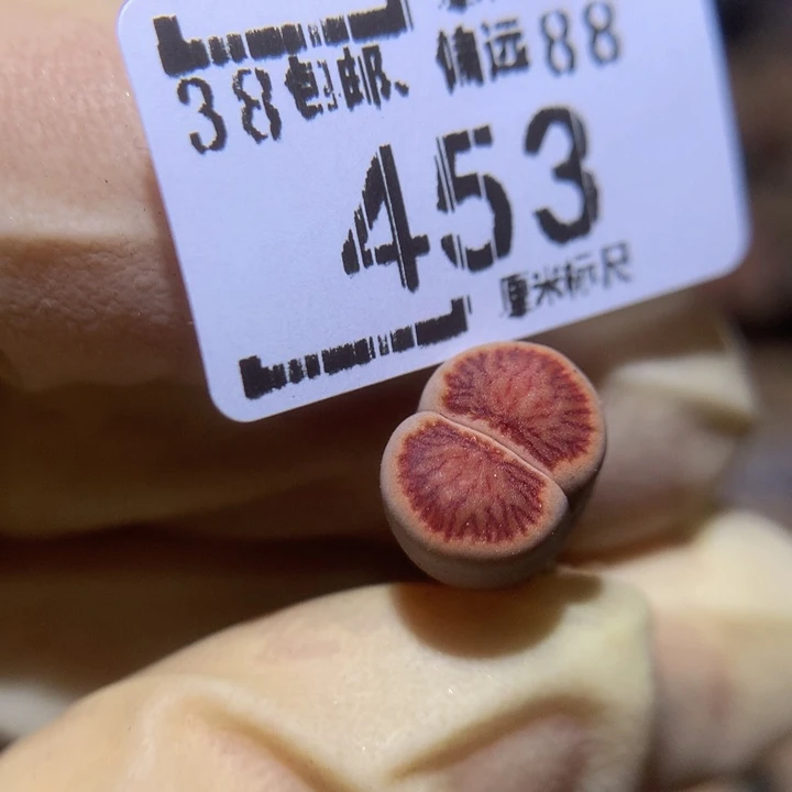 Sss生石花多肉453