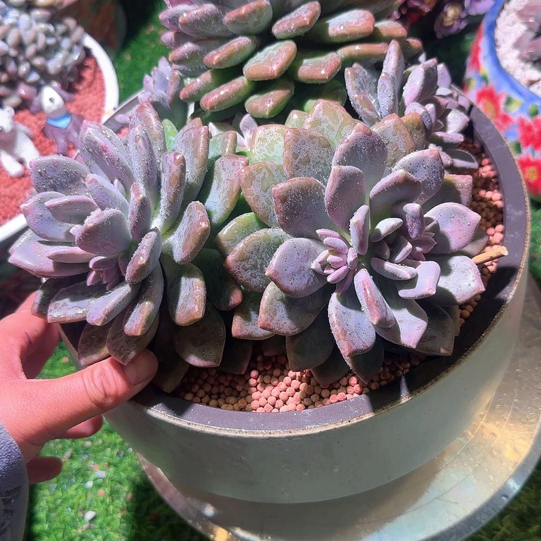 小*，多肉植物一物一拍