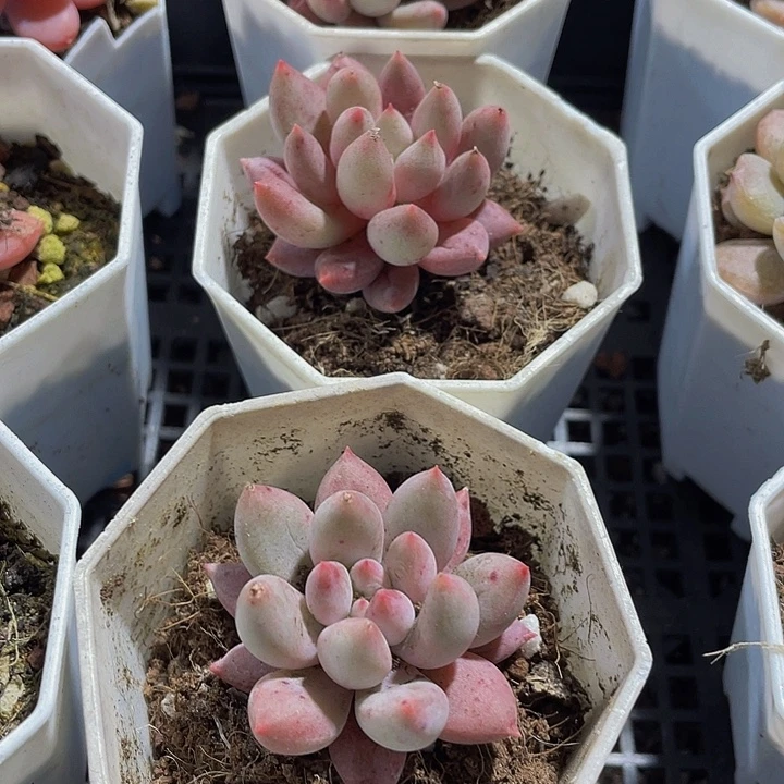 所罗门带盆土发过