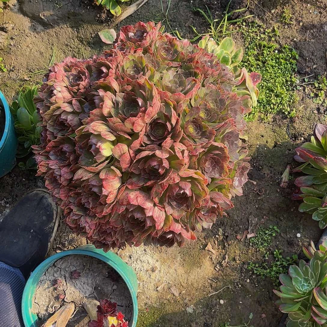 万拉丝法师多肉3号