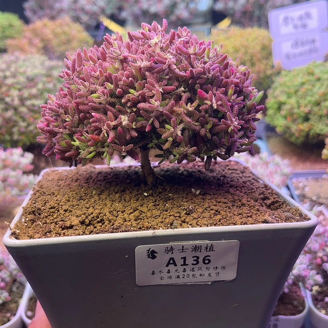 136红麒麟枝干番杏