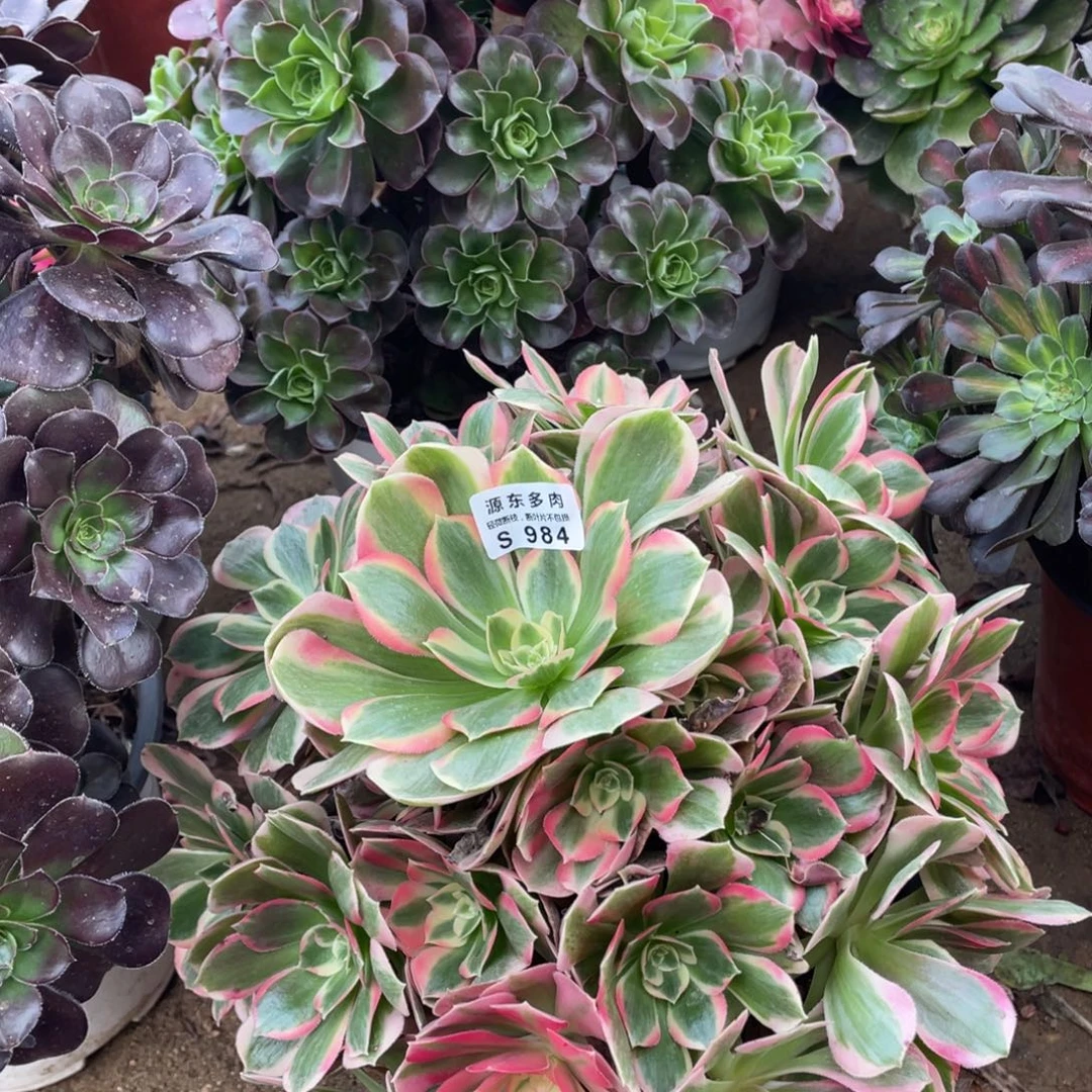 984七彩石多肉法师断枝不包