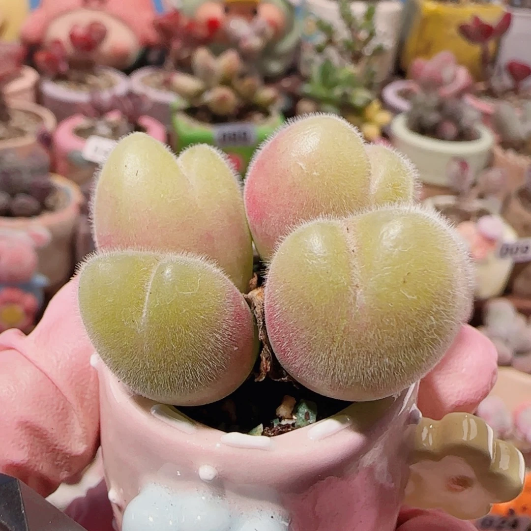 T可爱毛翠盆口2.5cm