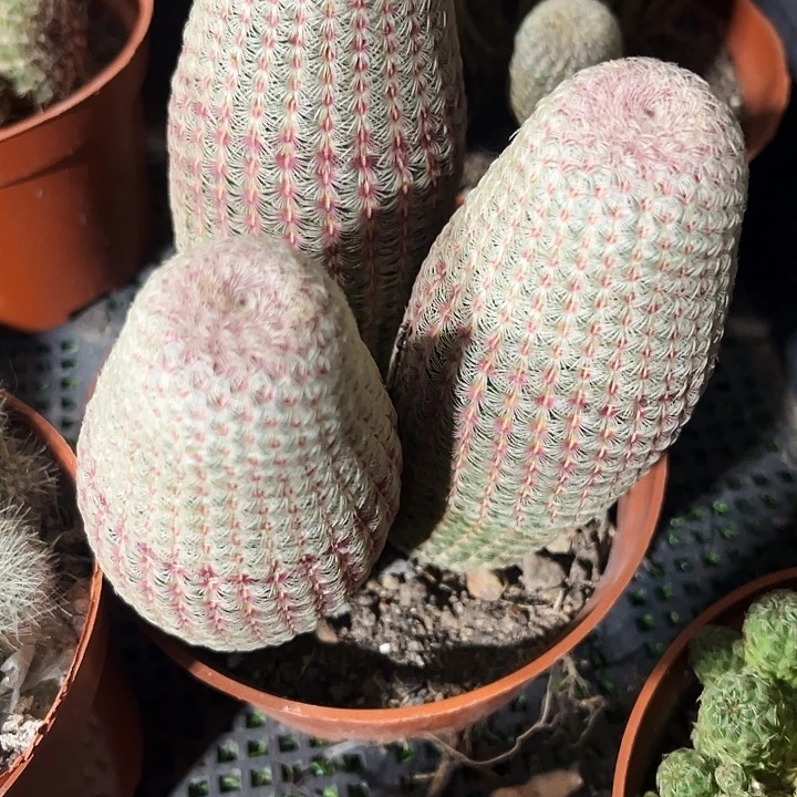 三头红太阳群zzzzzzz