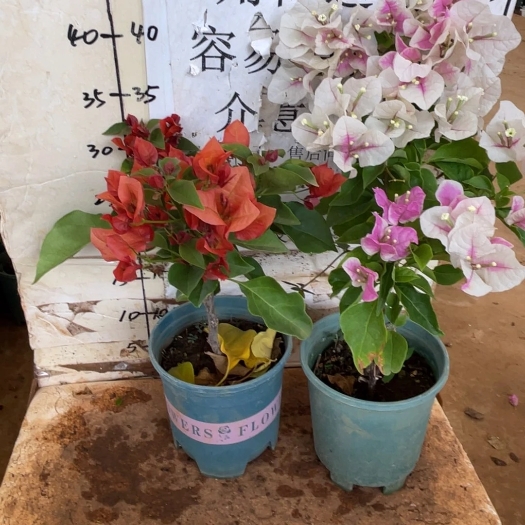祥***肠当前无花栽培后可以开花1-8605