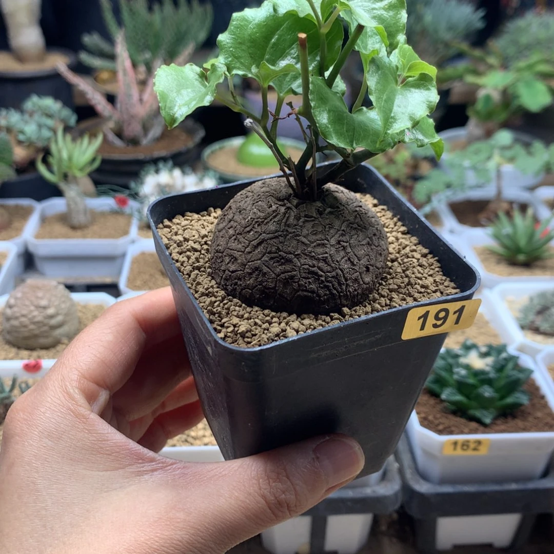 南非龟甲龙带盆191