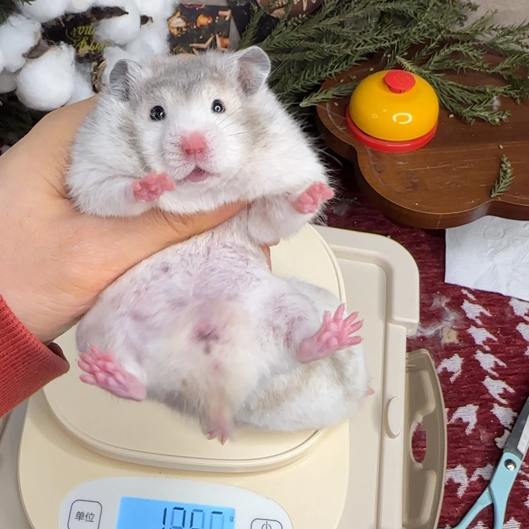 短毛火波妹妹11.8生日