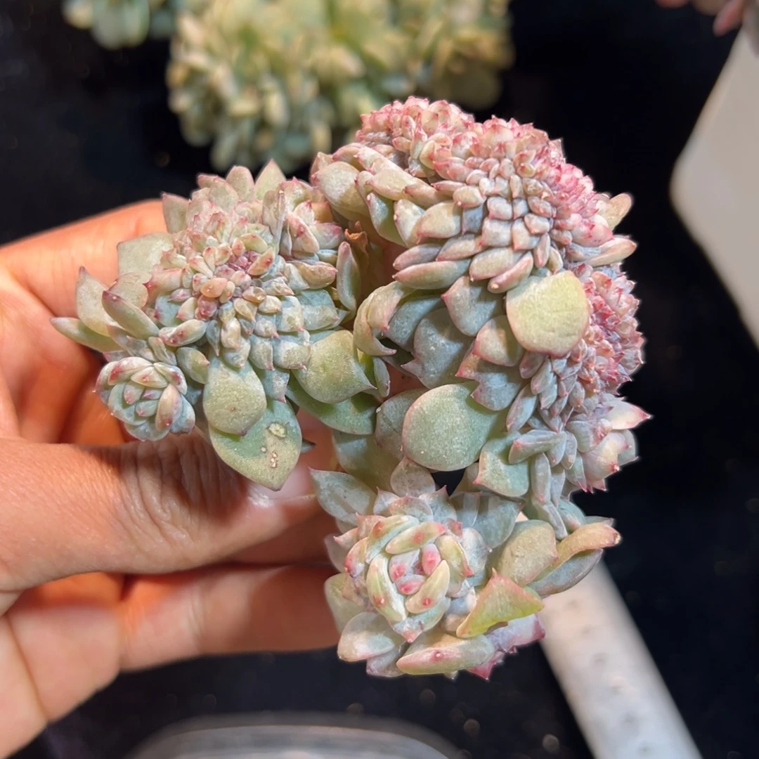 新年快乐 新年快乐