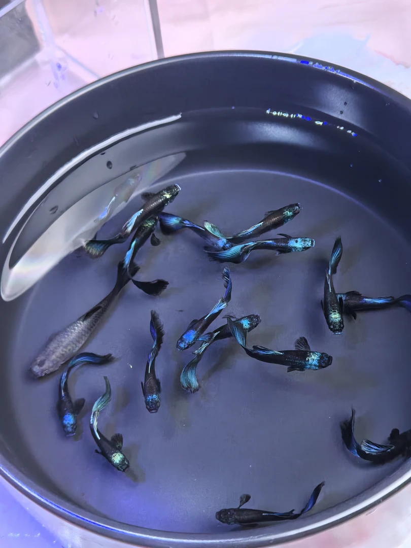 冰蓝孔雀鱼热带观赏鱼纯种好养耐活