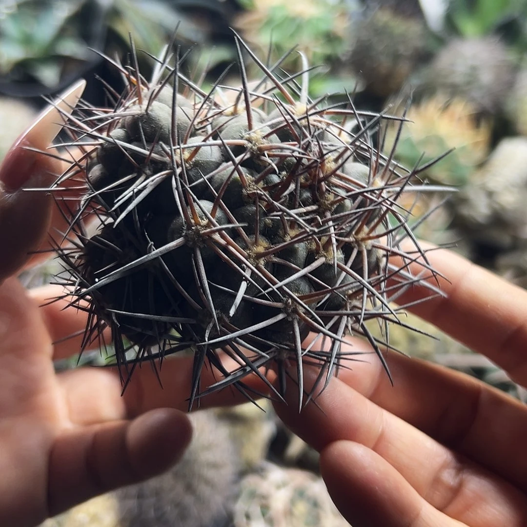 摩天龙仙人球6666666