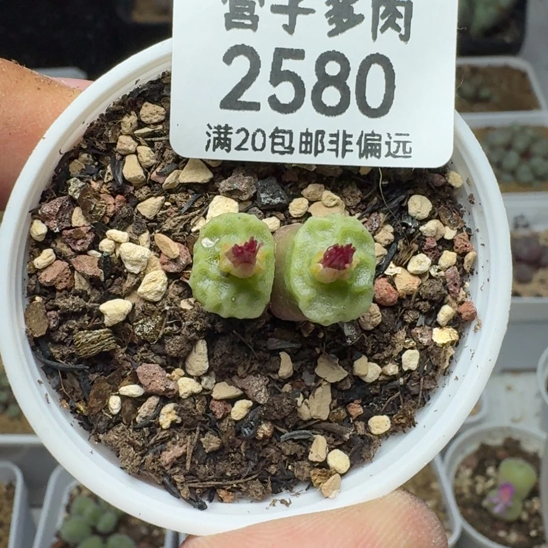 方烧1410.657带盆土。