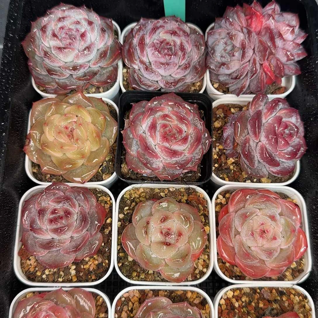 从前慢花园精选0116/291