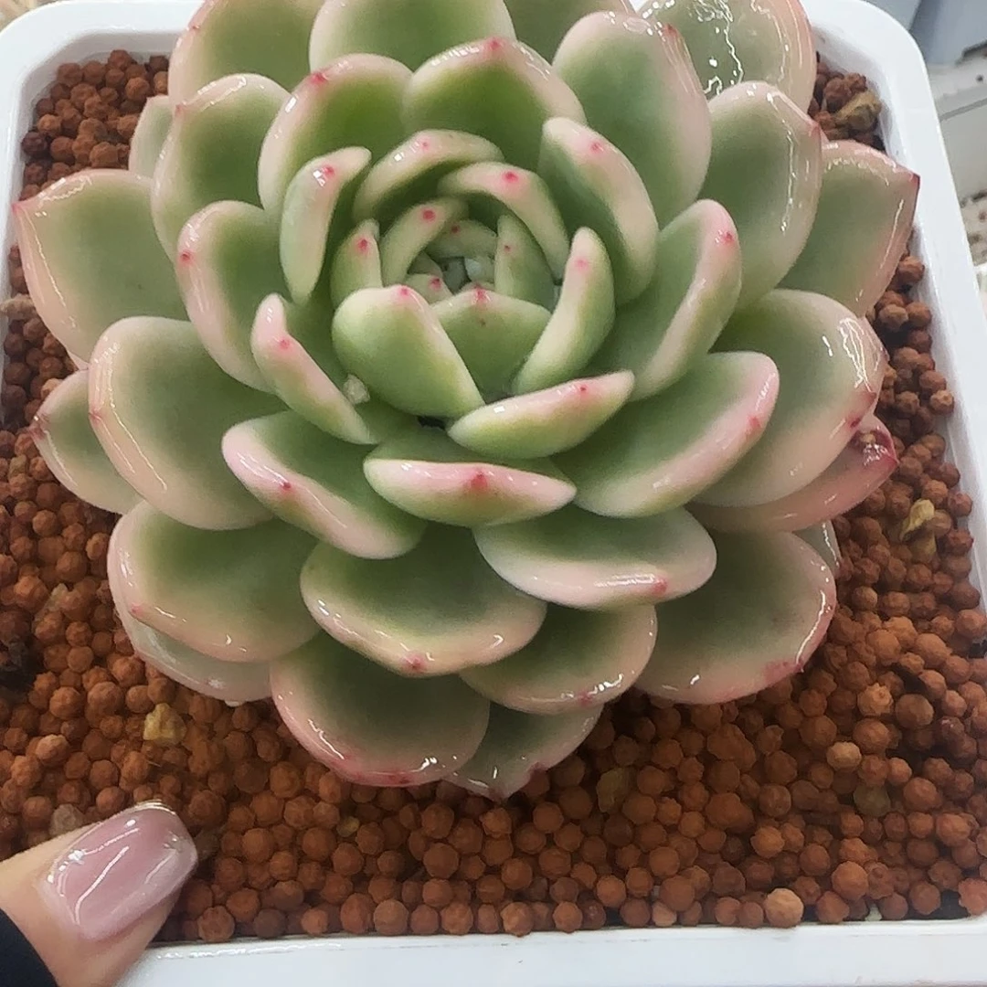 T**G梦露锦多肉植物锦