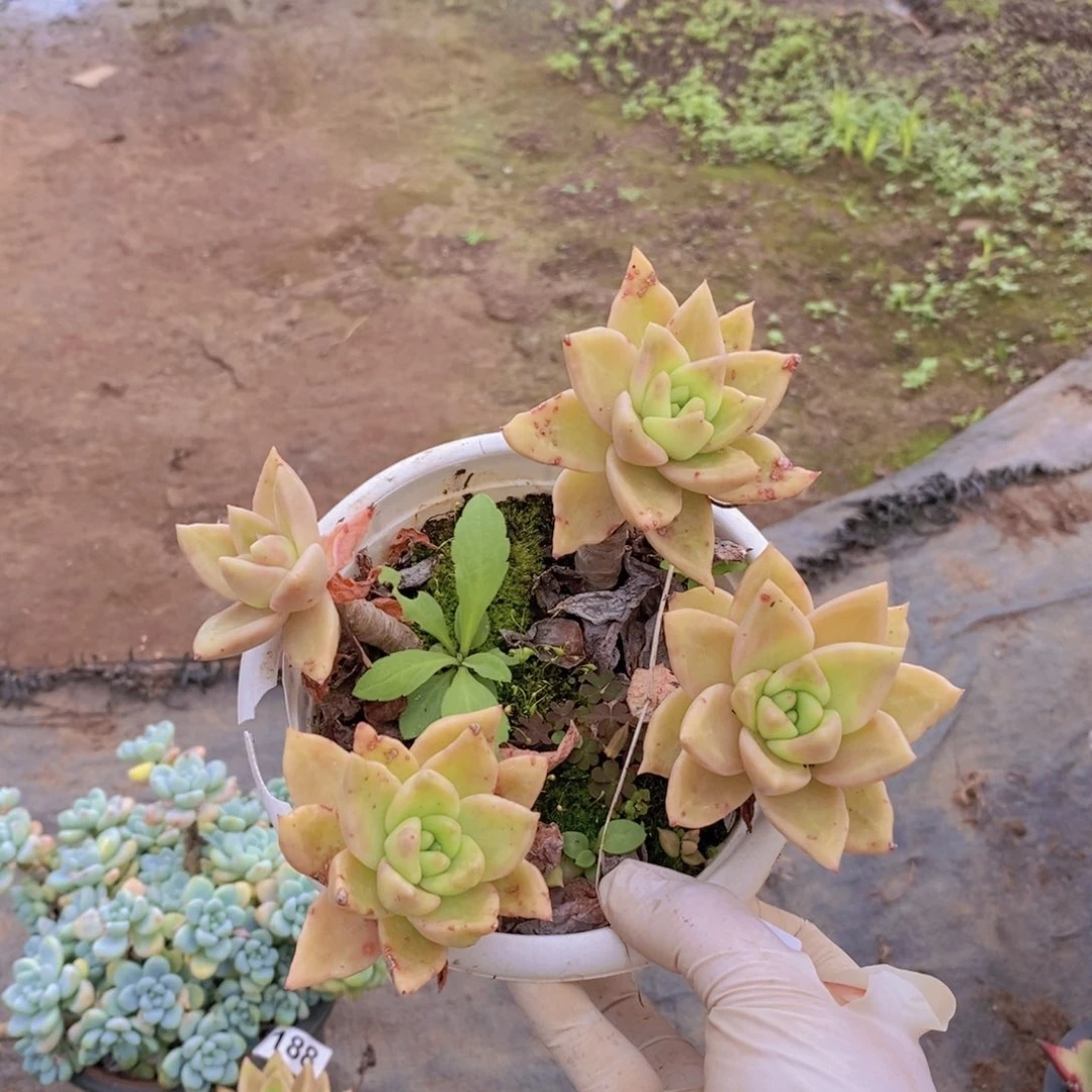 809黄金表丽娜一物一拍