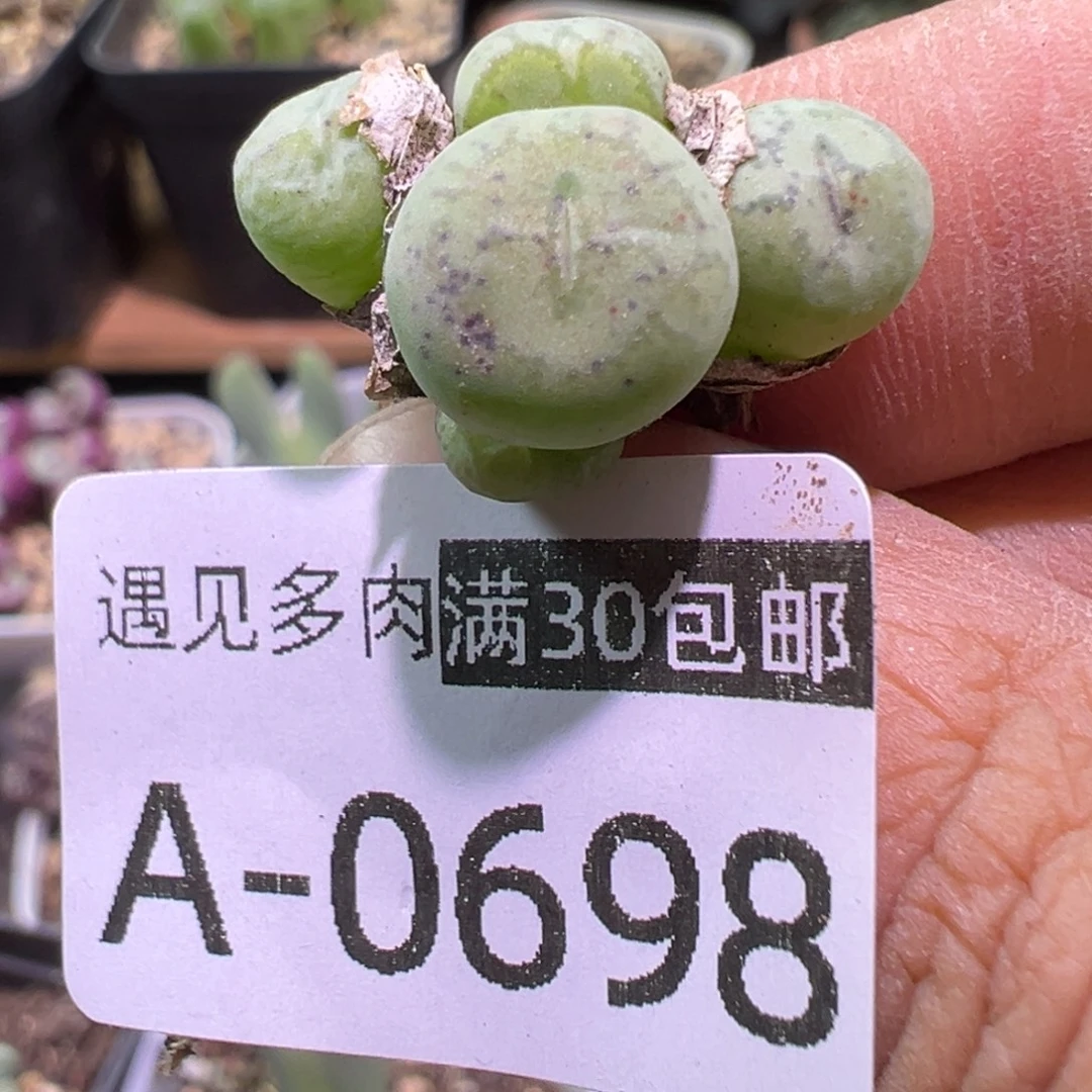 肉植物111多种111