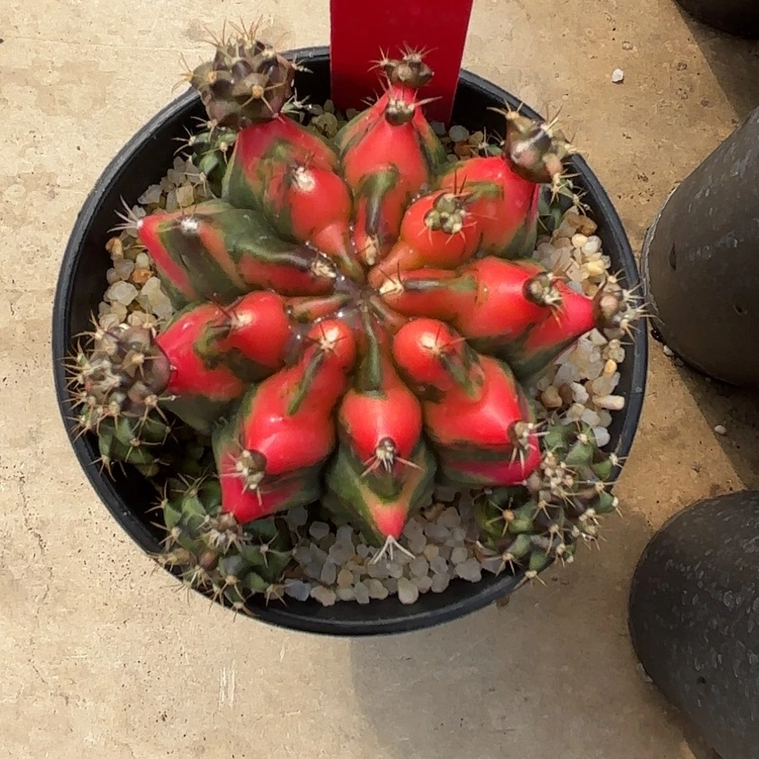 172-1024泰国发货多肉