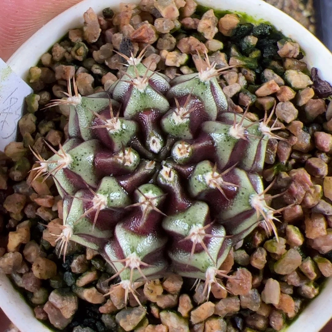 鹅***鹅当前无花栽培后可以开花39