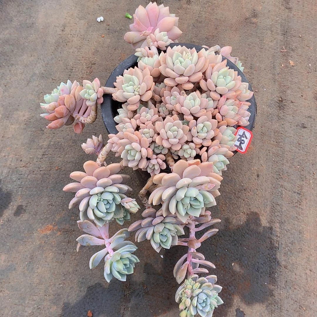 一物一拍多肉484克罗伊