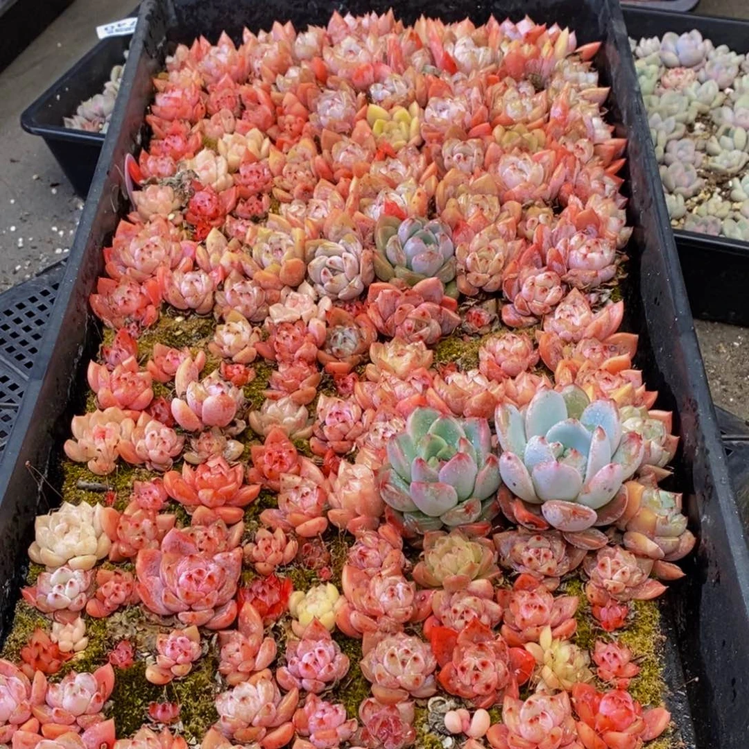 741多肉植物保护研究所所长助理