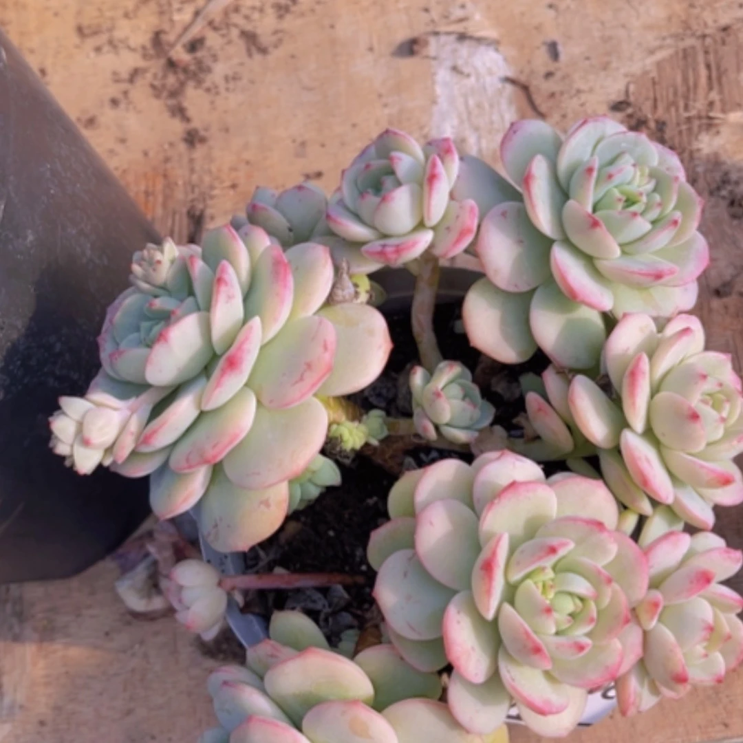 【闪购商品】香草20235