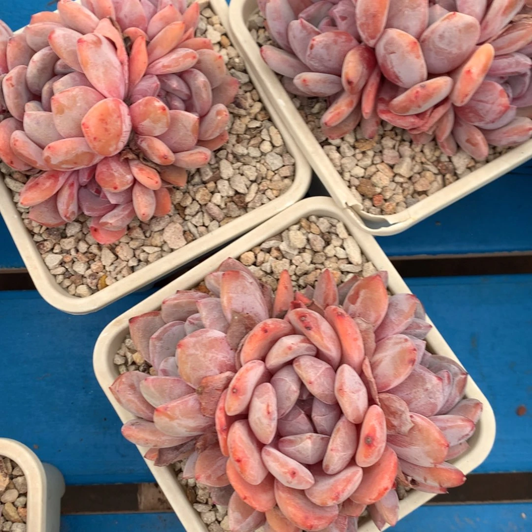 橙梦露橙梦露橙梦露