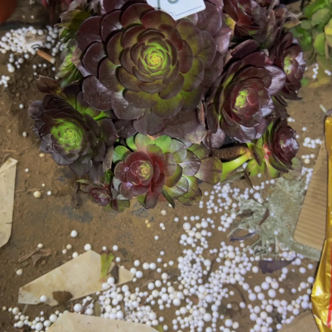 751黑魔多肉植物