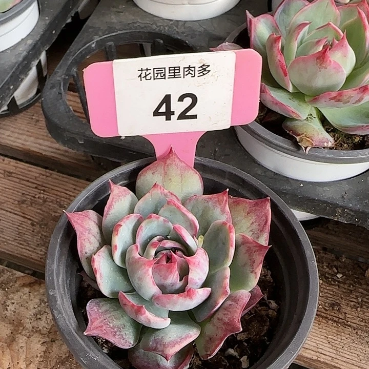 42 惊鸿仙子多肉植物6-9cm
