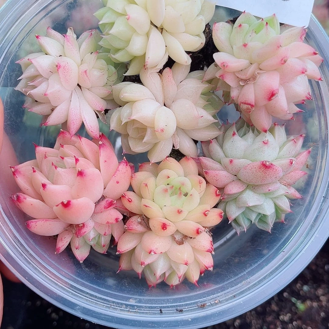 1-148 新疆西藏内蒙不发12.8包邮2-3公分多肉“