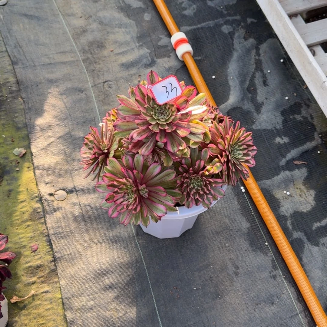 曾**你花好月又圆2025030633