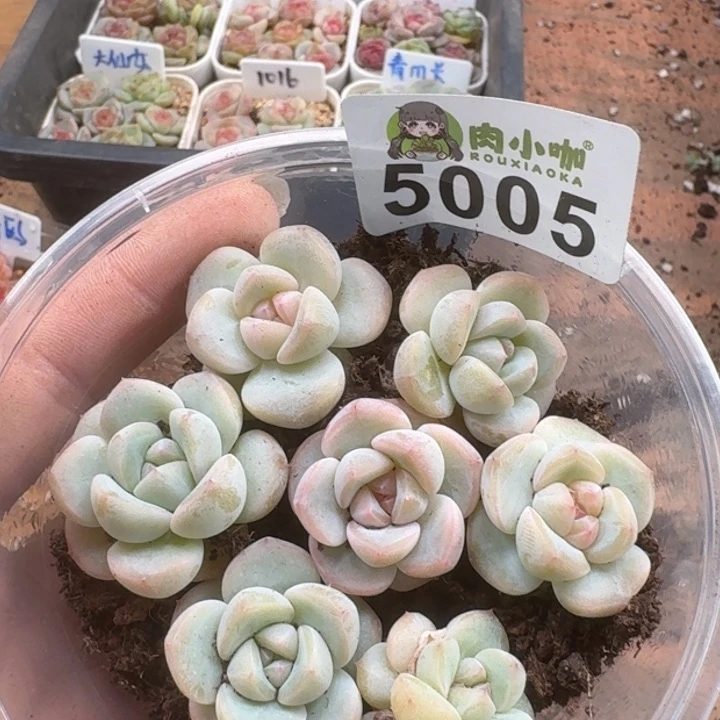 多肉植物多肉植物