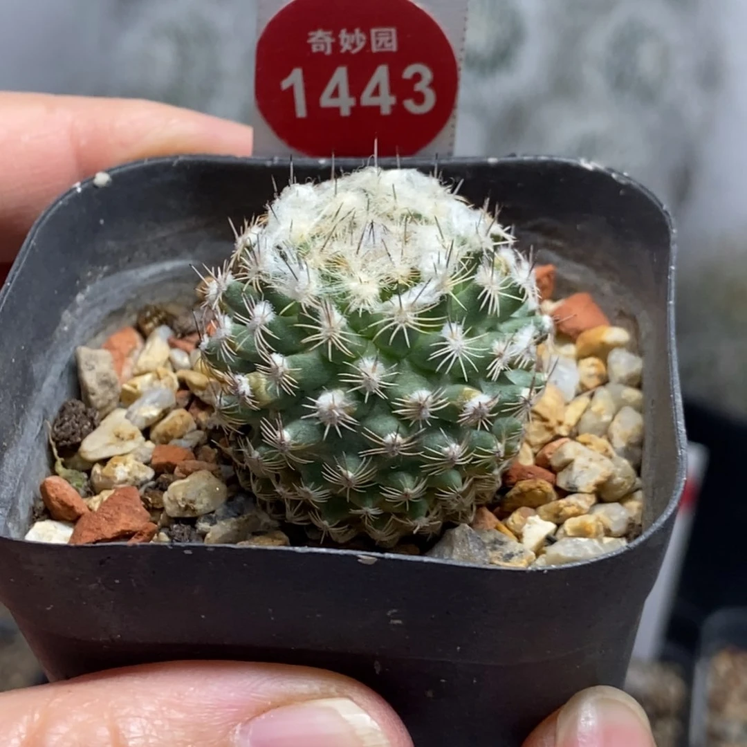 实生雪顶海胆娇丽3cm