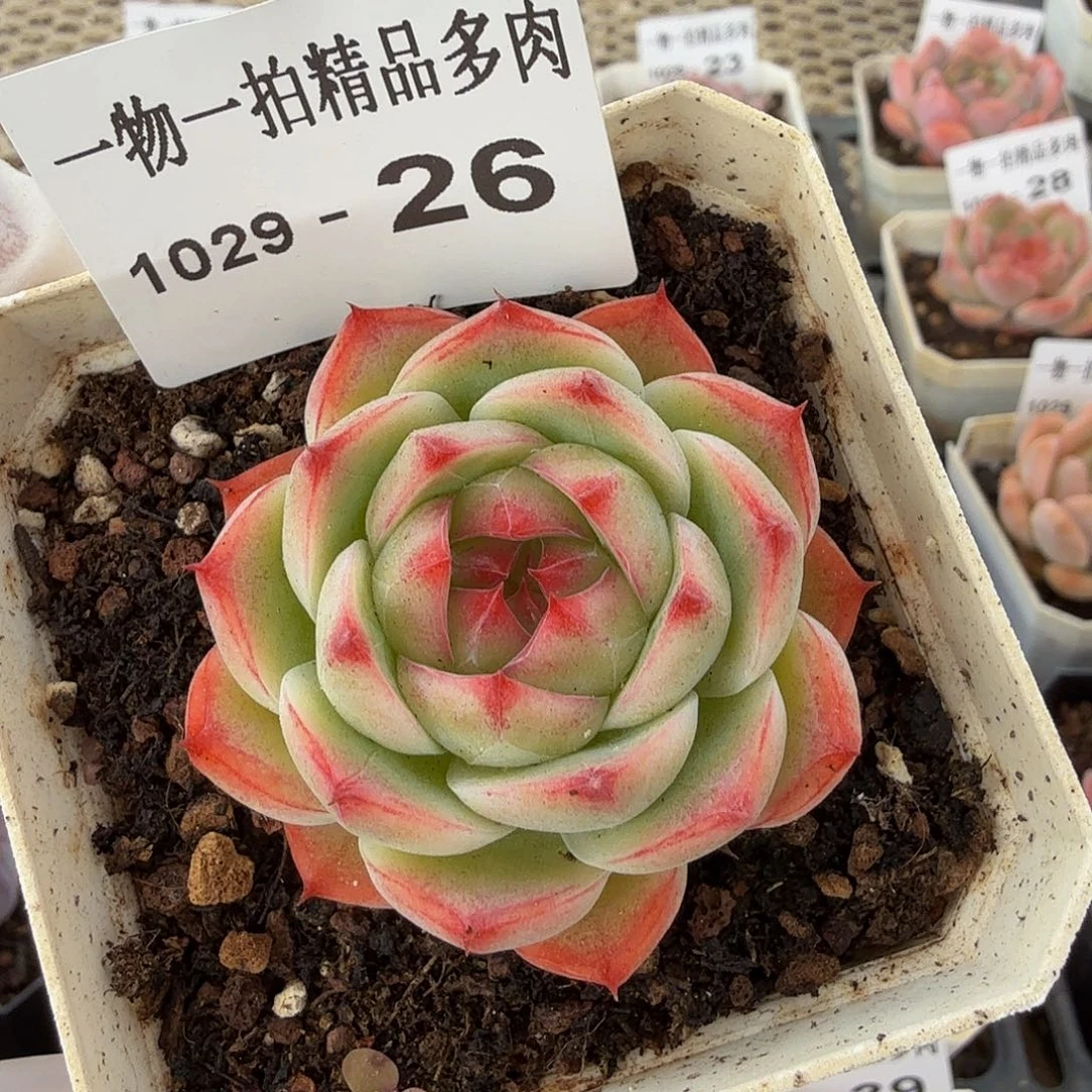 1029-26珍妮-多肉