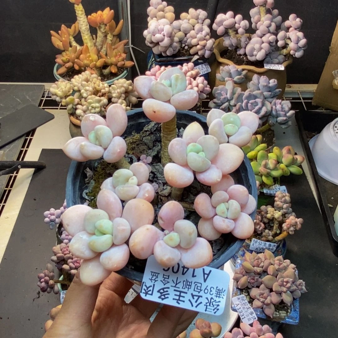 406橘子香水多肉8c m