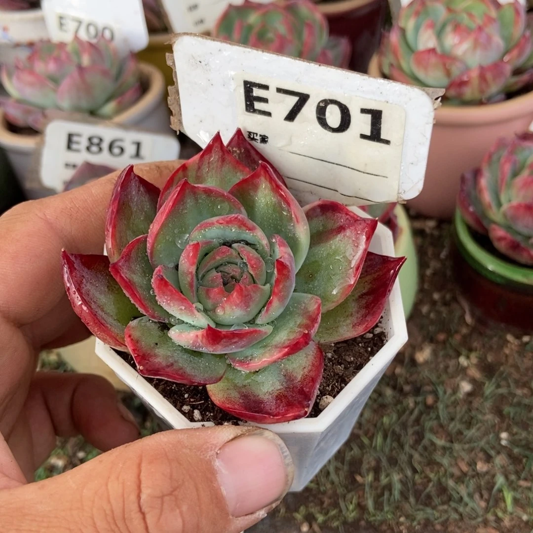 惊鸿一瞥701号楼