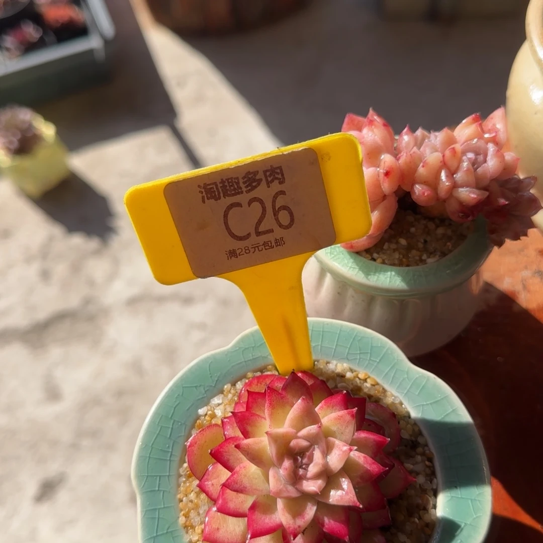 喵多肉植物麦秆变异结科