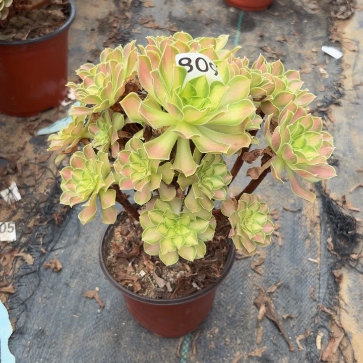 韶华多肉植物不包损809