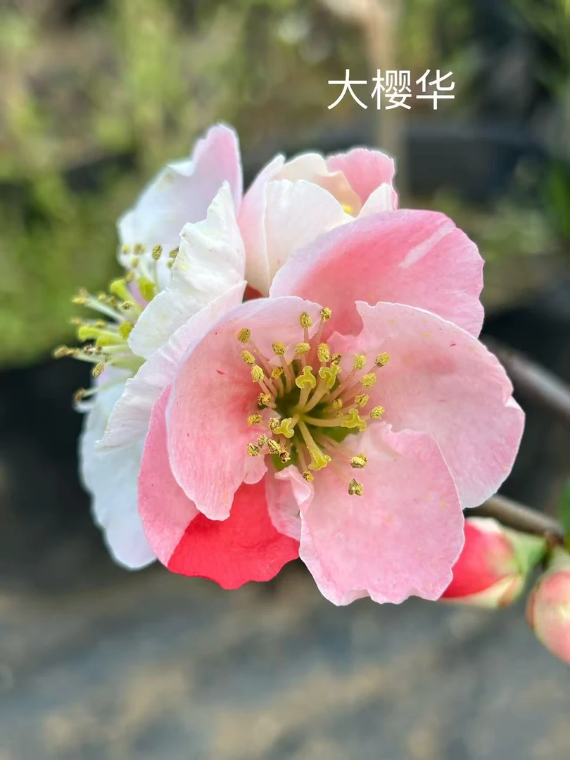 【大樱华】大樱华海棠原生苗