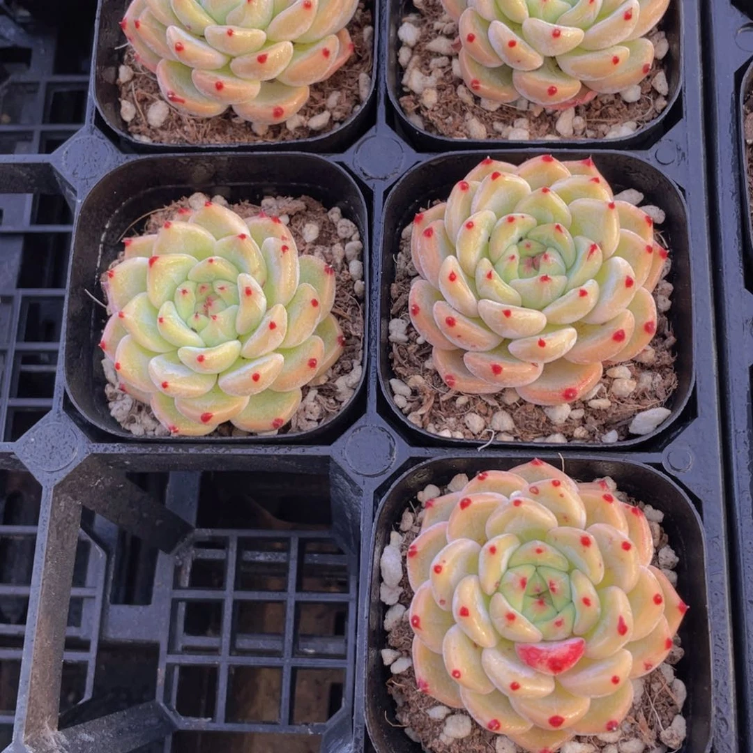 913号 红爪爪睫毛一个