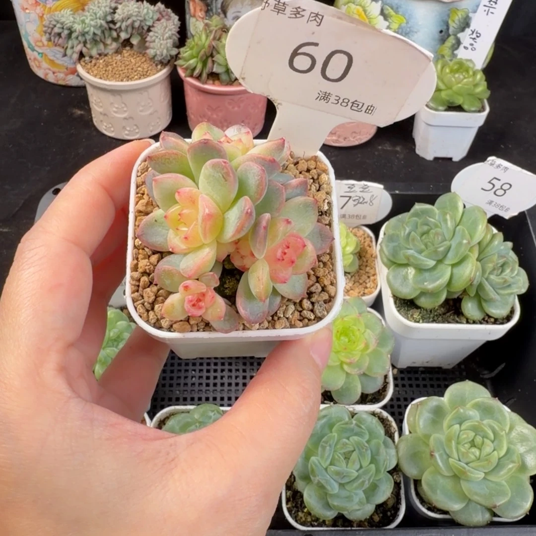 甜心六头群一颗60号