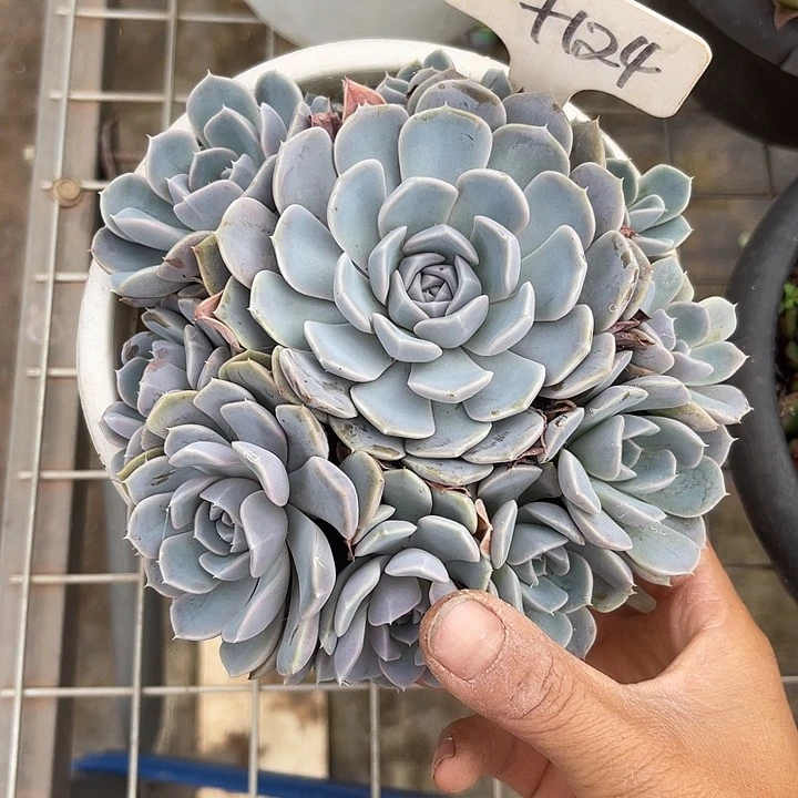 喜***羊两单包邮，一物一拍124