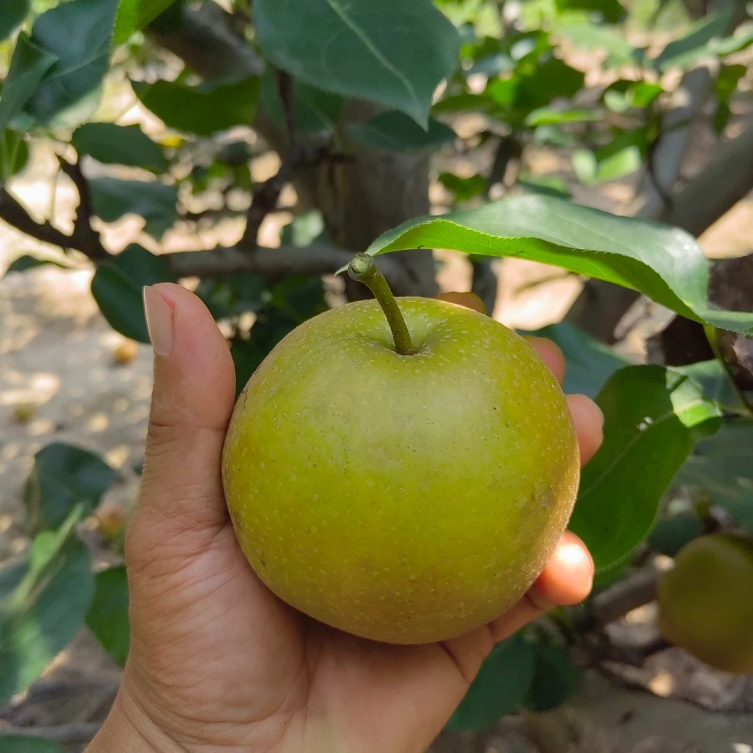 当季新鲜黄花梨脆甜多汁整箱包邮水果
