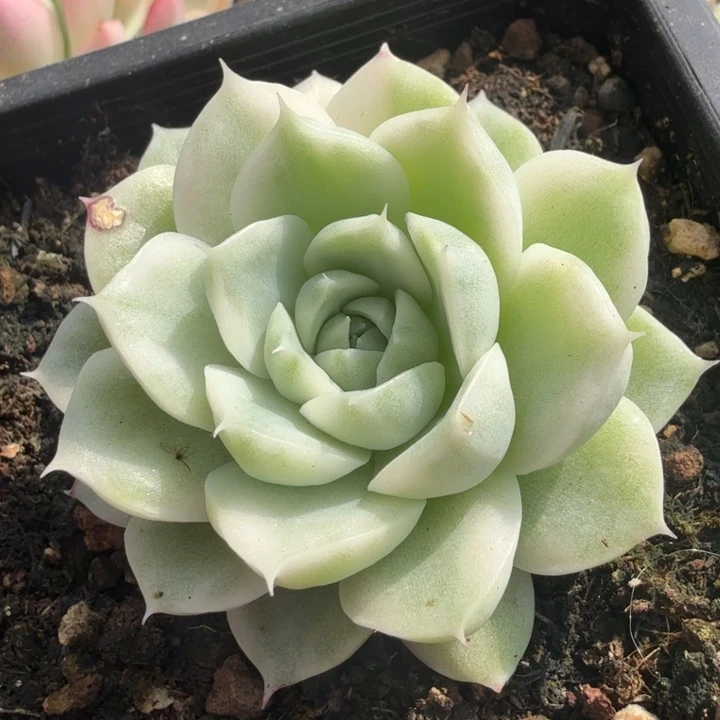 麦秆锦腹轮锦白锦