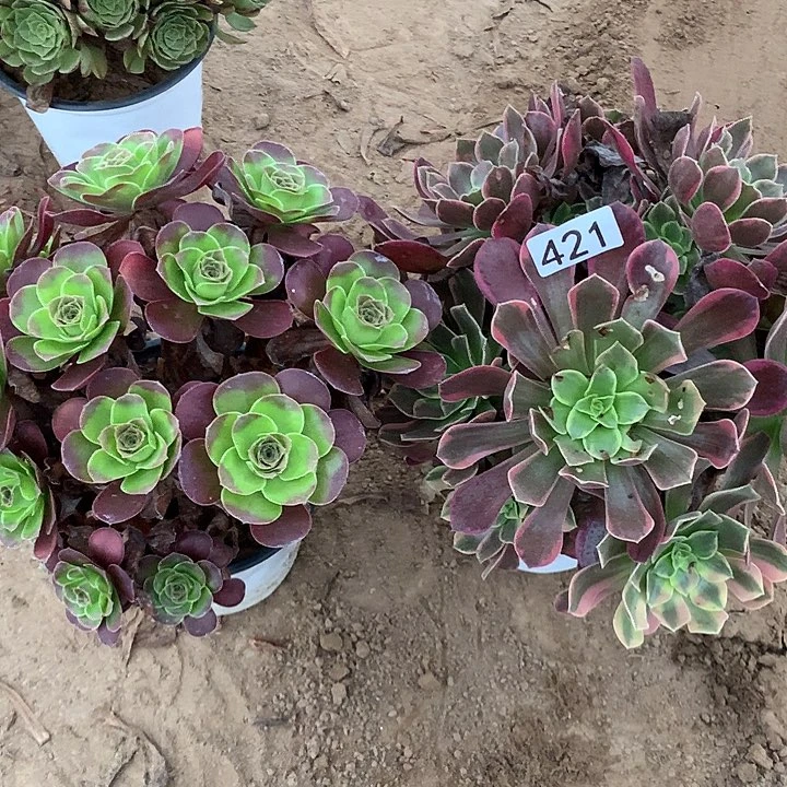 无花朵421魅金➕金丝缺多肉植物