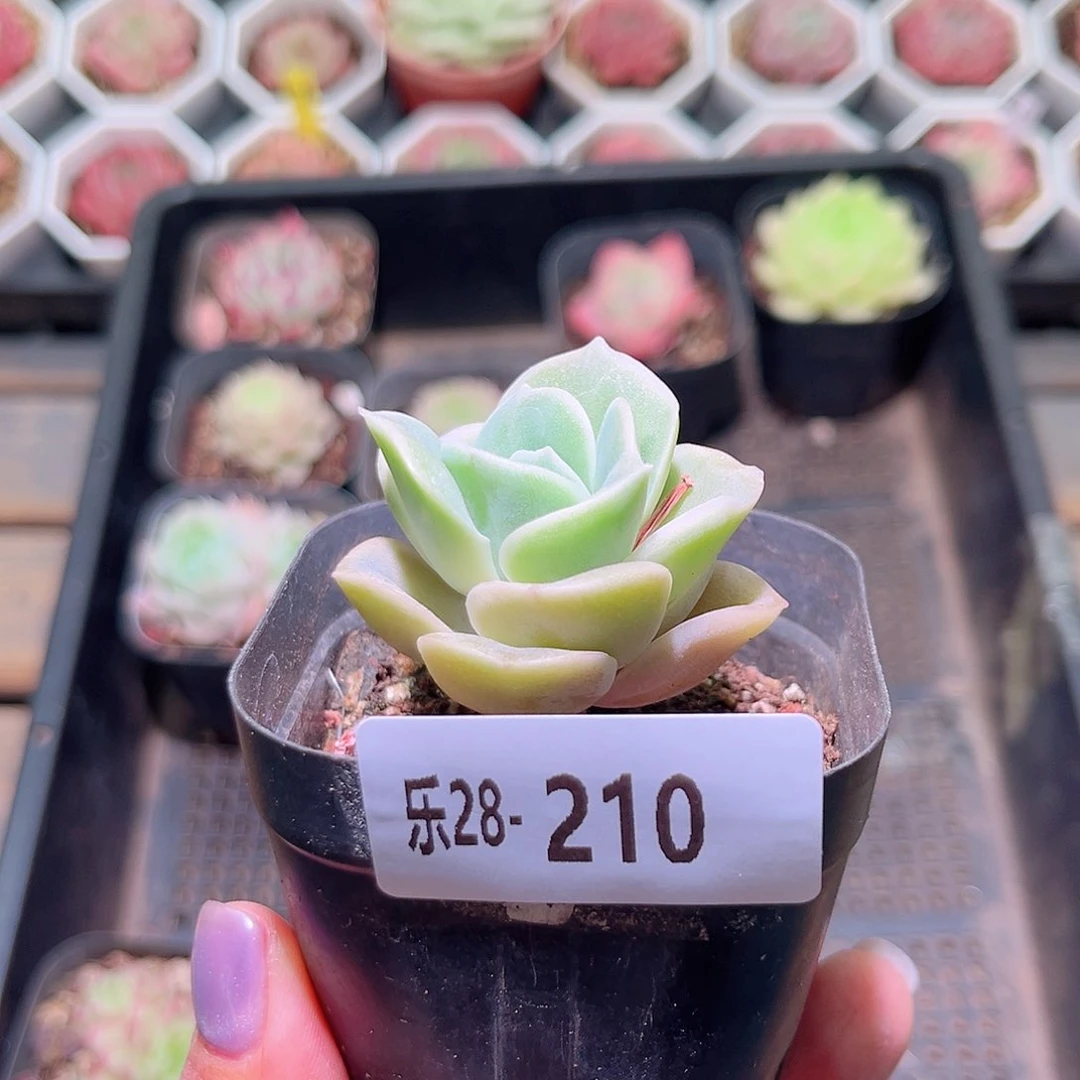 乐然28-210 可爱玫瑰