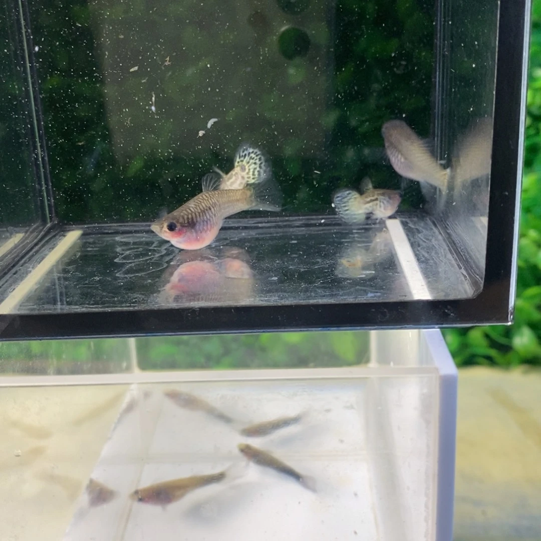 孔雀鱼黑金蕾丝玻璃两对