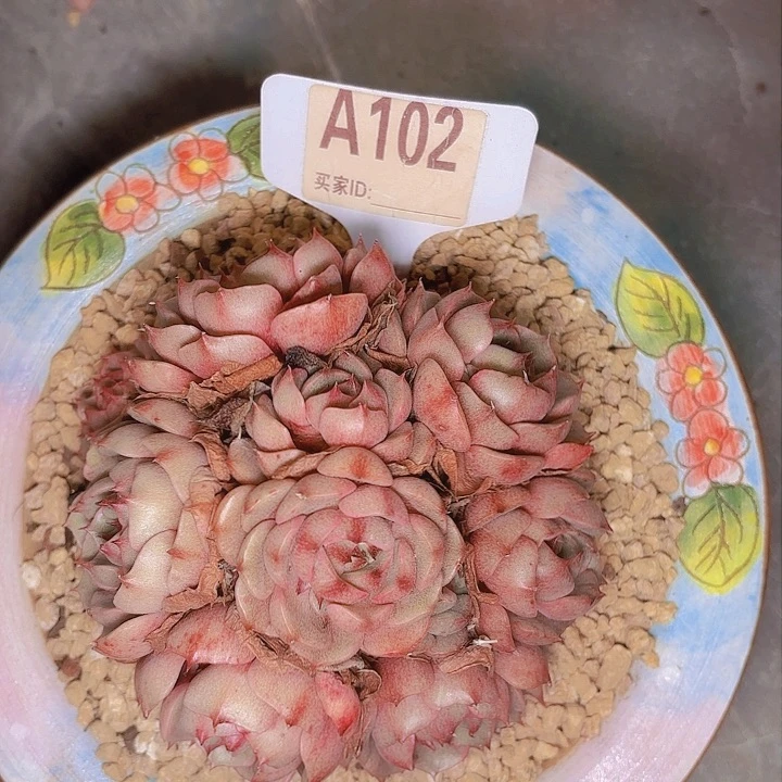 笨蛋一物一拍A102...