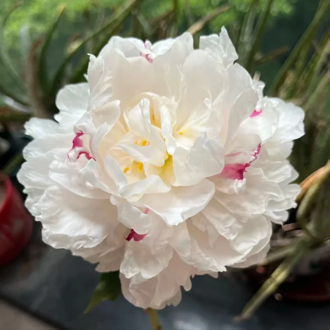 精品芍药苗【粉盘藏株】