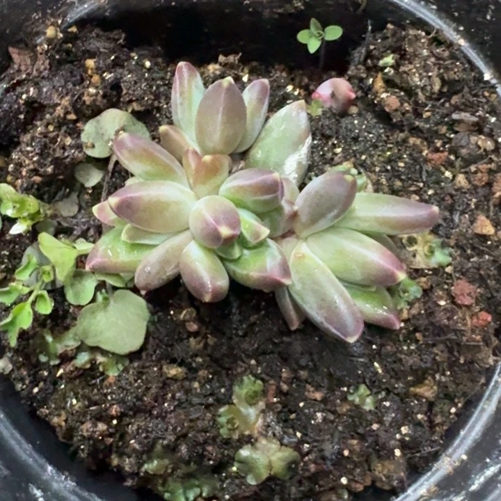 黑珍珠 4头 一物一拍